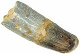 Fossil Spinosaurus Tooth - Feeding Worn Tip #311805-1